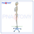 Hot selling Plastic bone of patella skeleton model